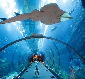 Dubai Mall Aquarium Tour