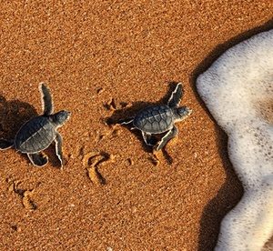 Oman: 1 or 2 Nights with Turtle Viewing
